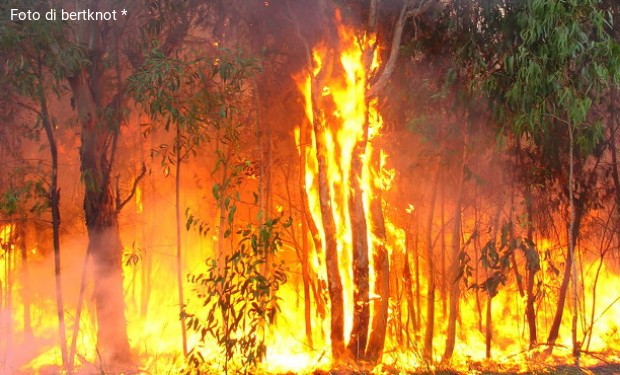 Verso il collasso climatico. Analisi e riflessioni dopo il fallimento della Cop25